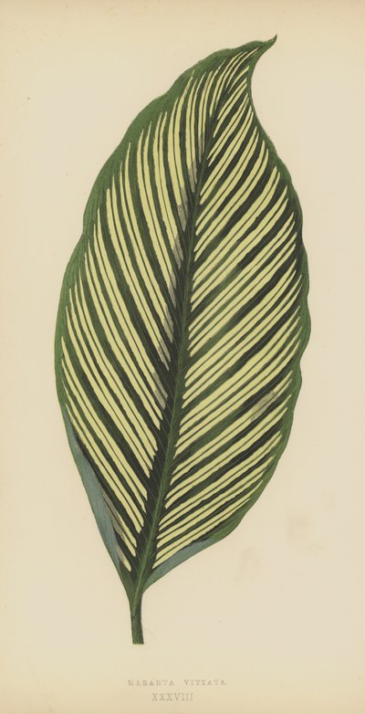 Maranta Vittata by English School